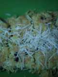 Omlet mie telur keju