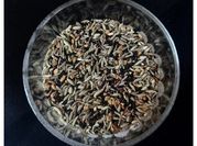 A picture of fennel seed saunf