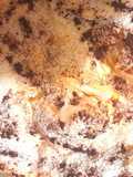 Farófias com Leite Creme e Coco Ralado