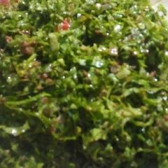 A picture of Kwado/datun latas.
