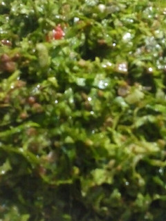 A picture of Kwado/datun latas.