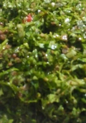 A picture of Kwado/datun latas.