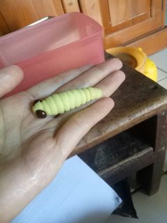 Foto resep Kue ulat simple 3 bahan anti gagal