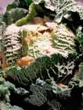 Verza ripiena