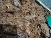 Gambar empal daging kuah santan