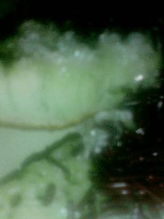 Foto resep Terang bulan