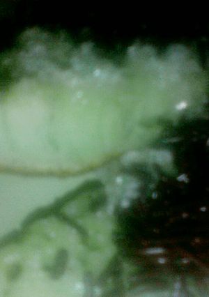 Foto resep Terang bulan