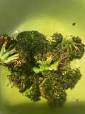 Air fried broccoli