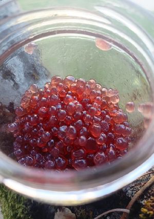 Une photo de 🫧Bubble Tea