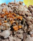 Thịt bò băm xào