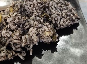 Una foto de Caviar azteca