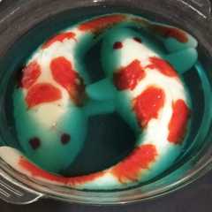 รูปของ Pudding koi
