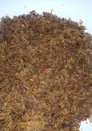 A picture of Dambun nama.