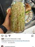 Germinados 🌱 lentejas orgánicos