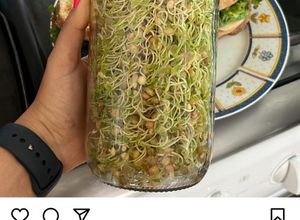 Una foto de Germinados 🌱 lentejas orgánicos