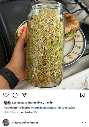 Una foto de Germinados 🌱 lentejas orgánicos