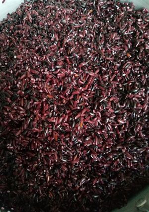 Foto resep Tape ketan hitam