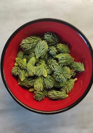 🌲Fenyőrügy, fenyőcukor, fenyőszirup, ágyazott méz recept fotója