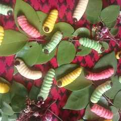 Kuker ulet syantik রেসিপির প্রধান ছবি