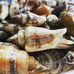 A picture of Aninikad / Seasnail Garlic Butter Stirfry.