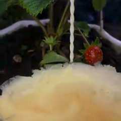 รูปของ Crispy Lecker