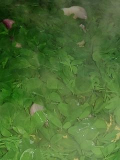 Foto resep Sayur Bening Kelor