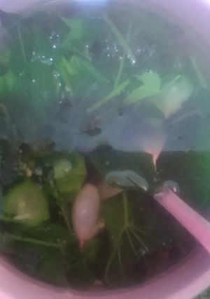 Foto resep Jangan Bening