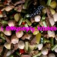 Asem-asem Daging