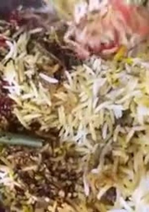 A picture of Chicken biryani.