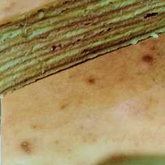 A picture of Lapis legit original.