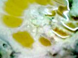 بابا غنوج