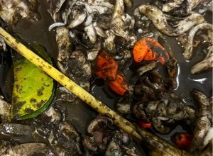 Foto resep Cumi Balakutak Hitam Pedas