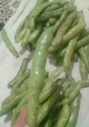 عکسی از دستور پاقله یا لوبیا سبز بزرگ