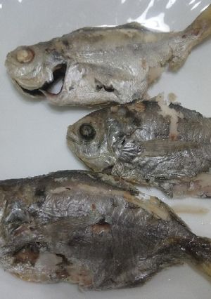 氣炸肉魚 #好料日記 的食譜成品照片