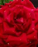 Valentine special Rose cake