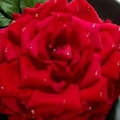 A picture of Valentine special Rose cake.