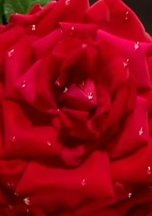 A picture of Valentine special Rose cake.