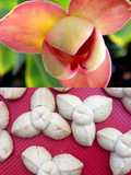 61 • Klip Lamduan, biscotti tailandesi a fiore 🇹🇭