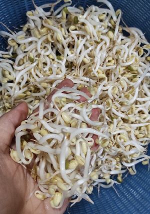 Hình của món Giá đỗ làm bằng vỏ hộp sữa 1l.