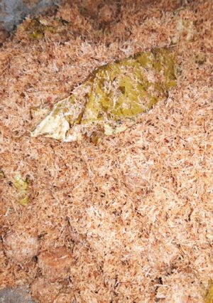 Foto resep Dendeng/ serundeng sapi