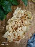 Rempeyek Udang Rebon / Gremut