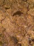 Rendang daging suir