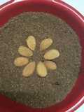 Immunity booster powder