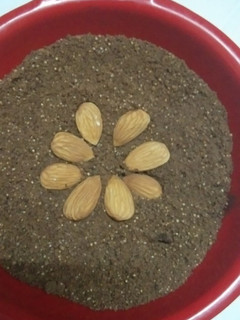 A picture of Immunity booster powder.