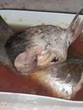 Pindang kecap ikan gereh
