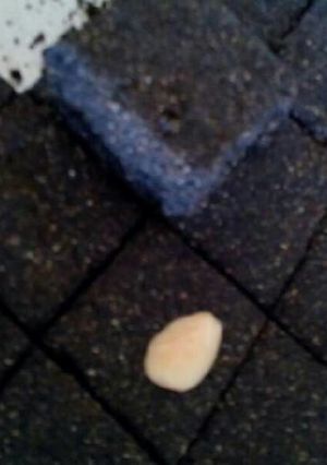 صورة لوصفة صينية القزحة (حبة البركة)