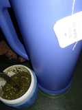 Infusión con mate para cólicos y dolores menstruales 🙀😿