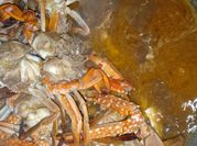 Gambar rajungan saus tiram