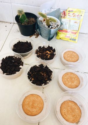 Foto resep Royal banana marie regal
