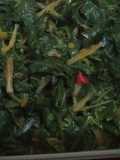 Tumis daun singkong teri gurih